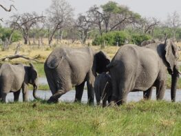 Bush Travellers Safaris_Elephant herd Northern Classic Safari